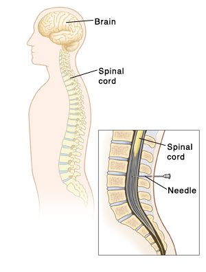 Illustration of the brain and spinal cord