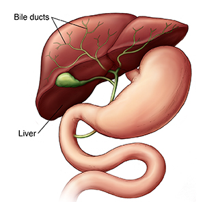Bile Duct Cancer: Overview | Spectrum Health Lakeland