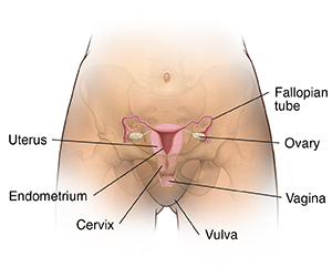 Anatomy of Female Pelvic Area