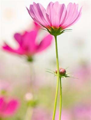 Image of Pink Garden Flower