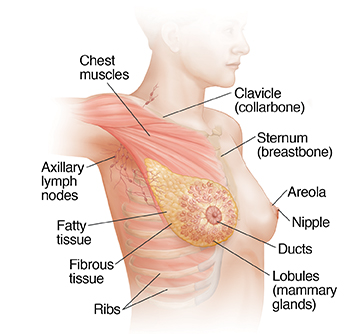 Breast Anatomy  Spectrum Health Lakeland